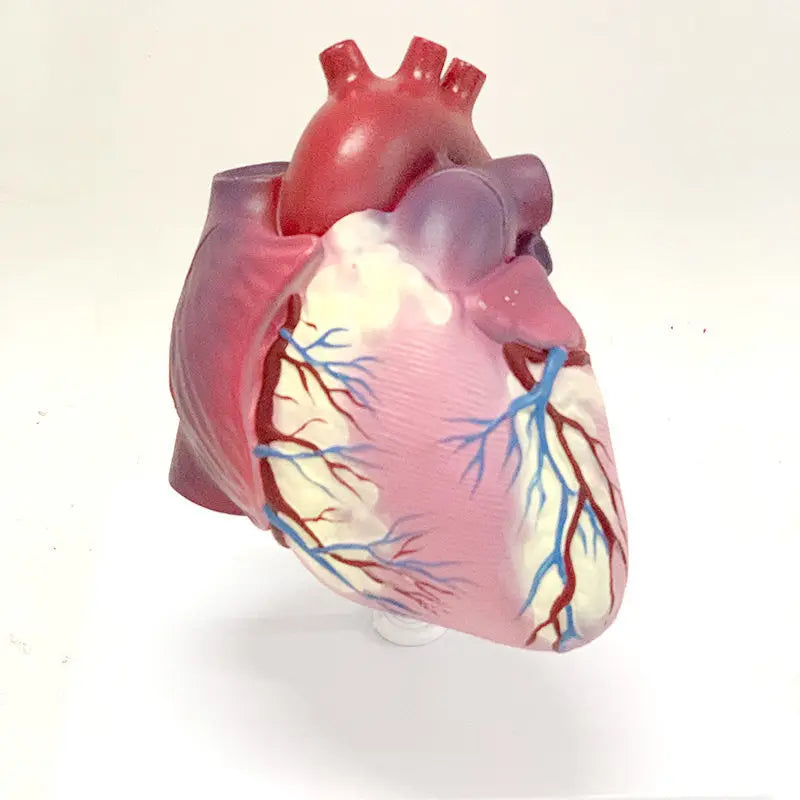 Heart Yoga Unveiled: Nurturing Cardiovascular Harmony